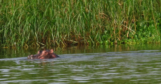 Hippo in the Nile
