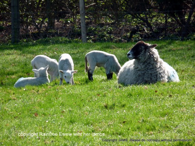 Ewe With her Lambs
