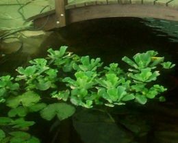 Water Lettuce plants