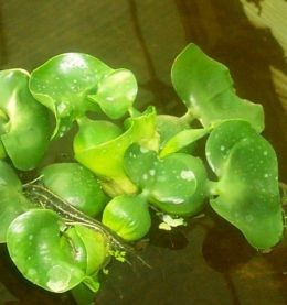 Water Hyacinth floating plants
