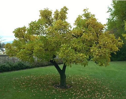Urn tree