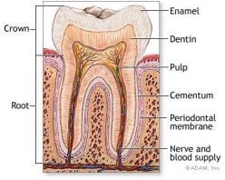 tooth diagram