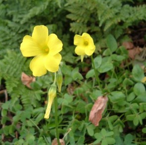 Yellow flowers of the Bermuda Buttercup
