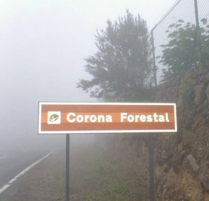 Corona Forestal