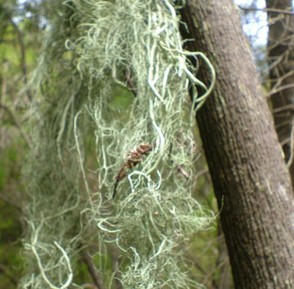 Lichen that hangs from trees