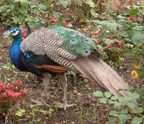 Peacock in La Orotava