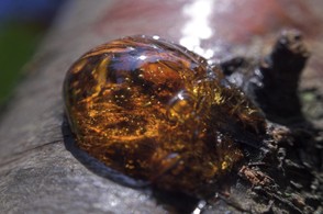 The formation of amber.