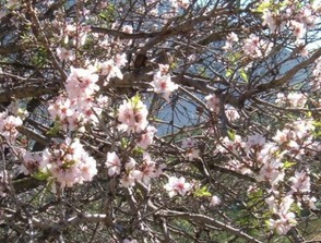 Blossom of the almond trees