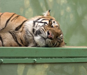 Snoozy tiger - after feedin time ;-)
