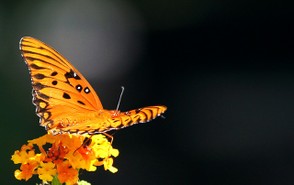 Gulf Fritillary Passion Butterfly Orange Butterfly