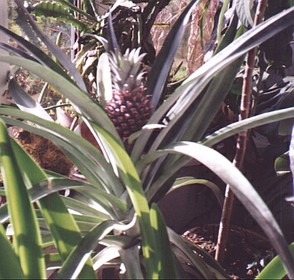Pineapple grown in Cardiff