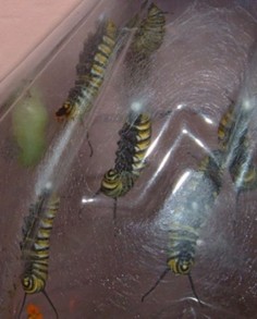 Monarch butterfly caterpillars pupating