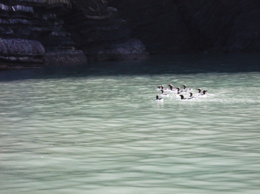 Razor Billed birds off the coast of New Quay, South West Wales.