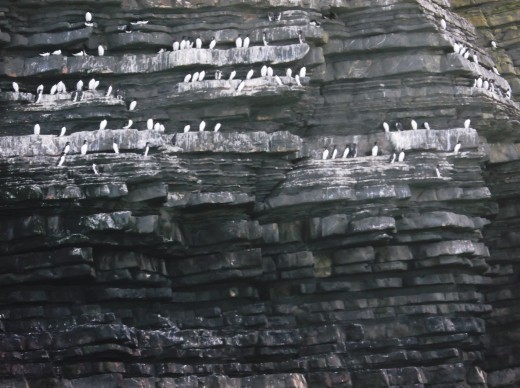 A breeding colony of Razorbills, South West Wales.