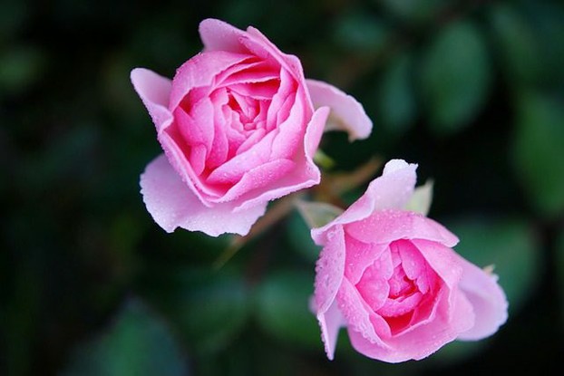 Roses Flower Natur Macro Pink Rose