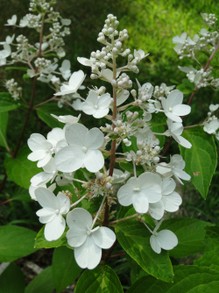 Paniculata Bloom