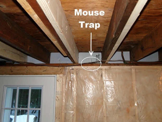 Mouse trap high on the floor joists in the basement.