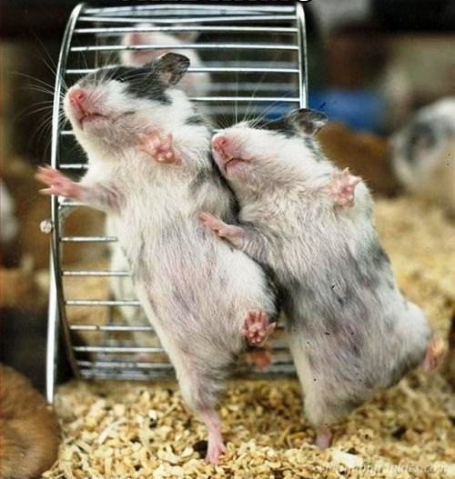 Dancing Hamsters