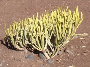 Tolda (Euphorbia aphylla)