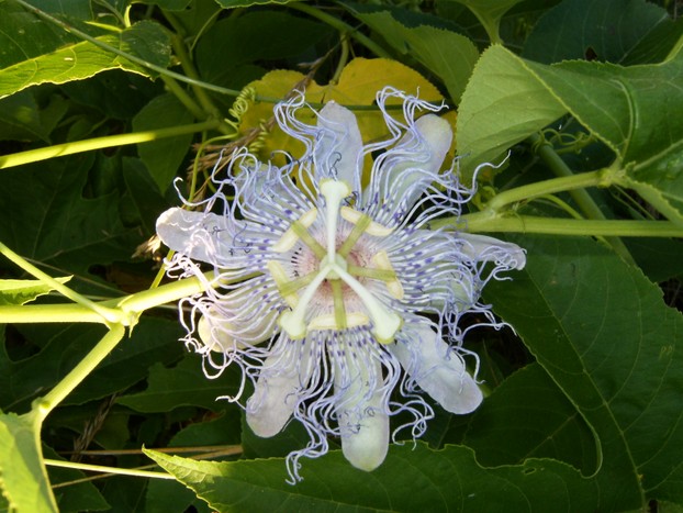 This Maypop pops with color