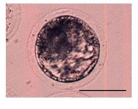 A swine blastocyst