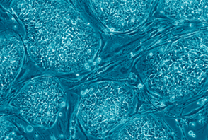 Mouse embryonic stem cells