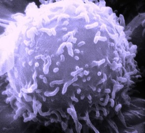 Hematopoietic Stem Cell