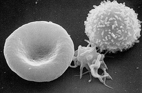 T-cell (right), a platelet (center) and a red blood cell (left)