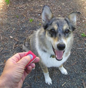 Training with a Clicker