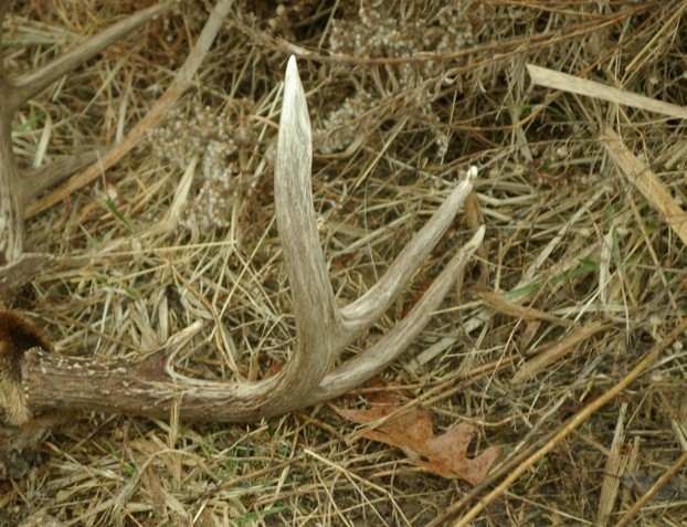 Deer antler sheds