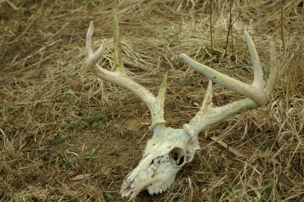 Deer Antlers with Skull