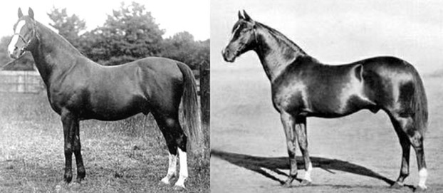 Purebred British (Crabbet) Arabian stallion Nureddin and purebred British Thoroughbred Cyllene