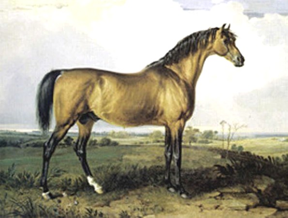 The buckskin stallion Eagle (1796), by Volunteer—Highflyer Mare, by Highflyer
