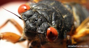 Brood II Cicada