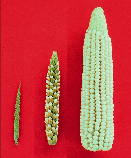 a-history-of-corn