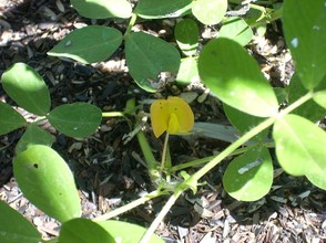 Peanut Flower