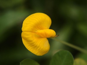 Peanut Flower (closeup)
