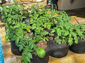 How to grow potatoes in grow bags