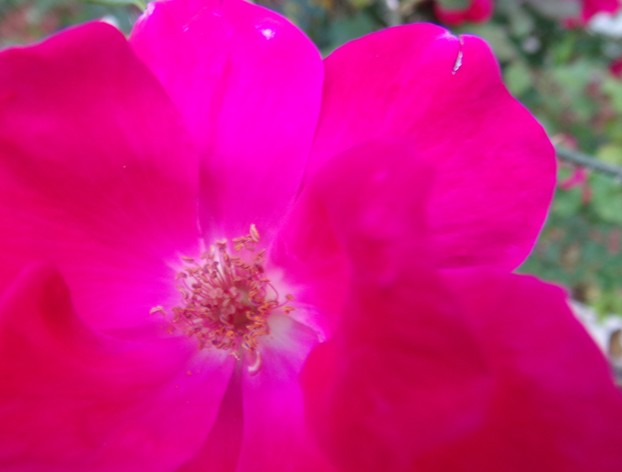 A Rose. Taken Using the Kodak Pixpro