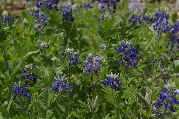 Group of Bluebonnets