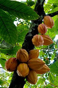 Cocoa Tree and Pods