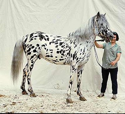 Leopard-spotted Altai horse