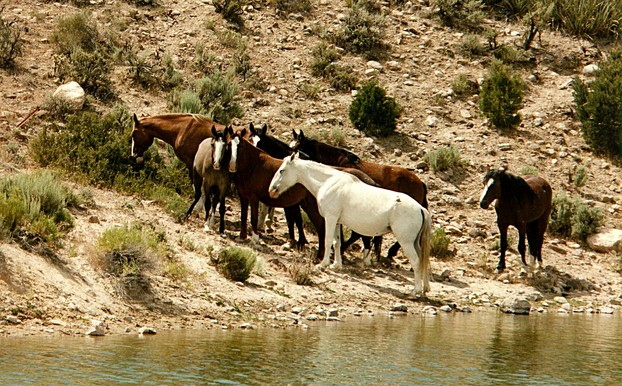 Nevada wild horses