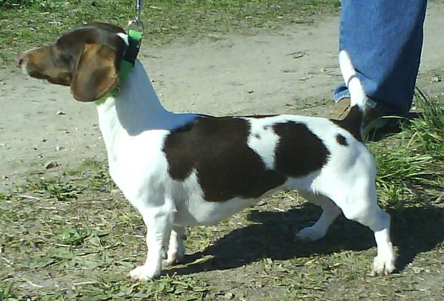 Piebald Smooth Dachshund, one of many legal colours in the breed