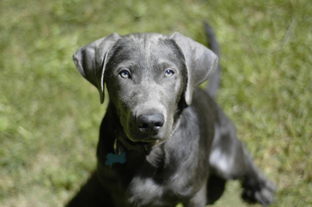 Silver Labrador Retriever puppy. This dog has the dilution of black to blue, and is not chocolate.