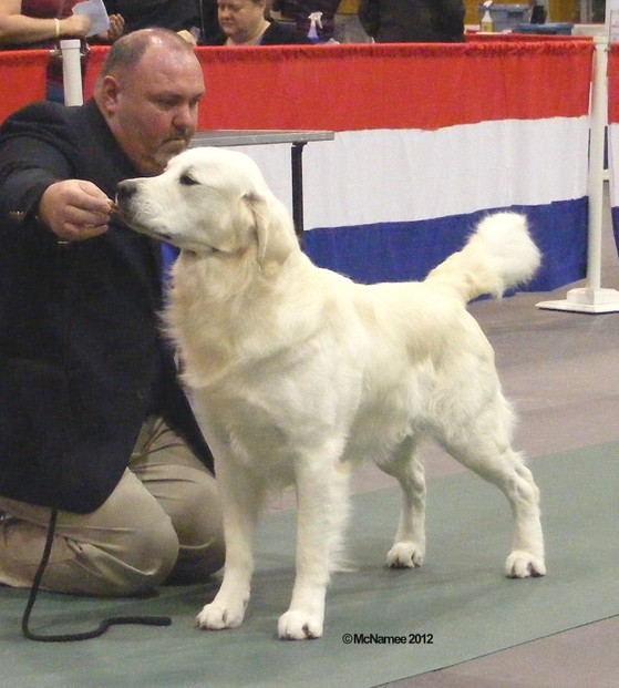 Cream Golden Retriever. This is the lightest shade of red. (Handler: Colin Brownlee)