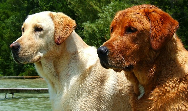 Variations on the red colour in Labrador Retrievers: traditional yellow and fox red.