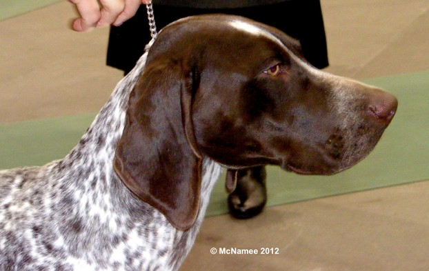 Brown and white German Shorthaired Pointer with splash white, ticking and roaning.