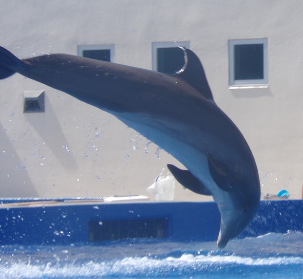Skippy the Dolphin at Marineland