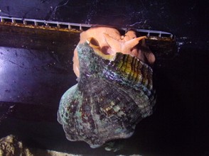 A Large Snail at Marineland